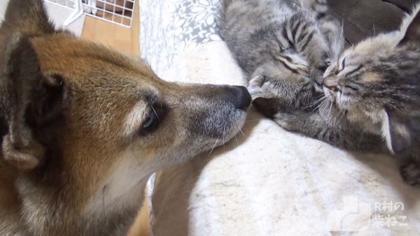 初めての子猫にドキドキする柴犬