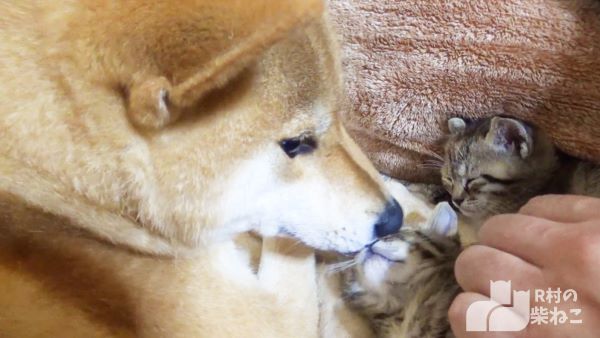 子猫が初めてお家に来た時の柴犬たち